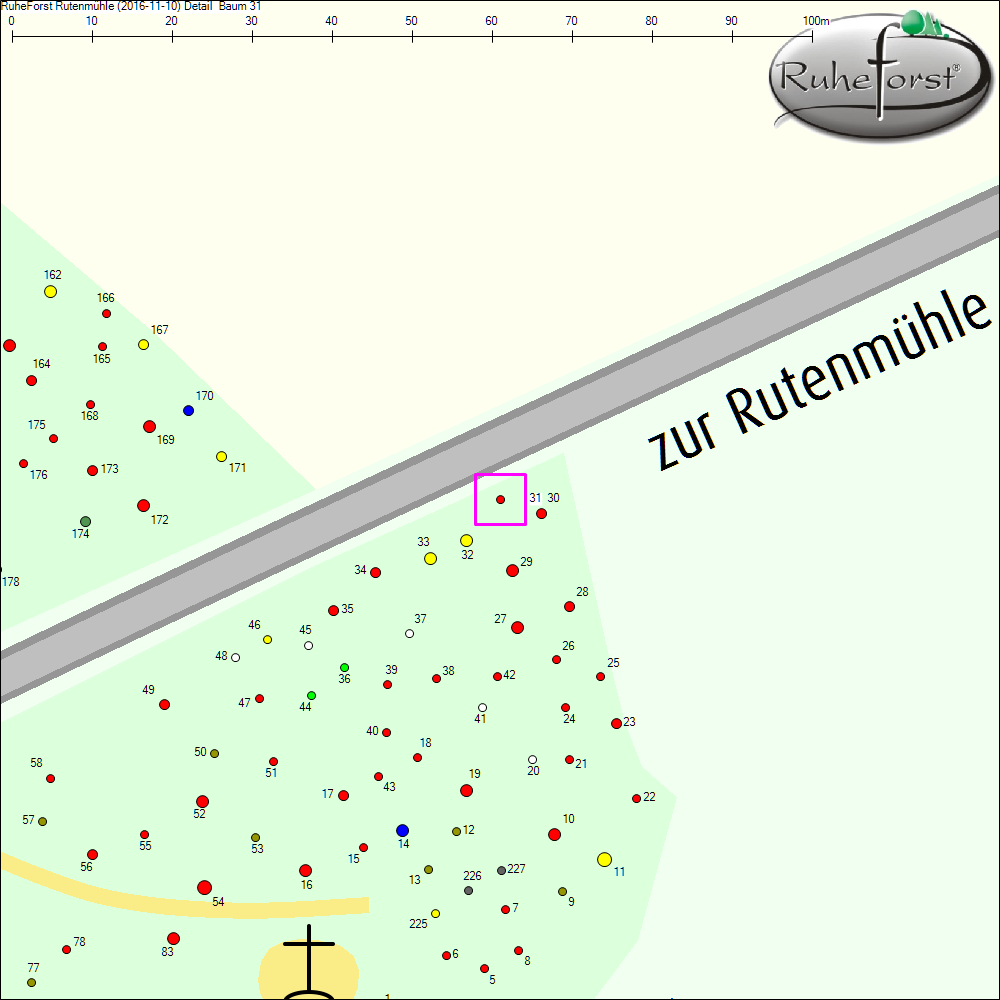 Detailkarte zu Baum 31